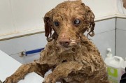 贵宾犬孕期洗澡注意事项（宠物怀孕期间的清洁需求与建议）