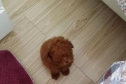 贵宾犬耳朵小体型不一定小（揭开贵宾犬耳朵大小的神秘面纱）