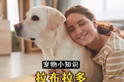 拉布拉多为什么喜欢叼东西？（探索拉布拉多喜欢叼东西的原因及解决方法）