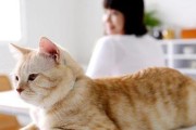猫咪叫春的时候（了解猫咪叫春的原因和表现）