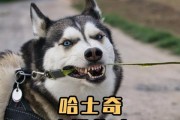 养一只哈士奇，需要多少钱？（揭开养哈士奇的饲养成本）