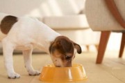 常见狗狗训练方法大全（从入门到专业，让你的爱犬成为顺从好宝贝）