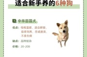 瑞典柯基犬的饲养方法（以宠物为主，打造幸福家庭）