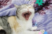 猫咪的异食癖（如何识别猫咪误食异物以及预防措施）