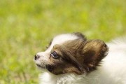 小蝴蝶犬为什么会流鼻涕？（探究小蝴蝶犬流鼻涕的原因及应对方法）
