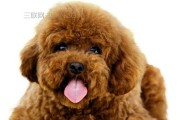 以训练泰迪，让你的宠物更健康（享受与你的宠物互动的乐趣，同时保证他们的健康）