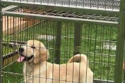 金毛春天换毛需要多久？（了解金毛犬换毛周期和注意事项）