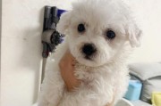 比熊犬为什么会一直叫唤？（揭开比熊犬叫唤之谜，你所不知道的原因！）