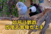 鹦鹉的食物和购买指南（丰富鹦鹉饮食，打造健康宠物生活）
