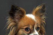 蝴蝶犬价格与选购方法详解（蝴蝶犬价格、特点及选购方法一览）