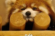 为什么喜欢叹气？（探索叹气背后的原因和意义）