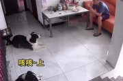 养两只边牧（体验双重边牧的陪伴与成长）