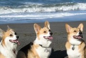 希特勒的德牧（深入探索希特勒最爱的德牧犬奈美与德牧的历史背景）