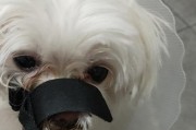 如何护理贵宾犬的牙齿（保持口腔健康，避免疾病困扰）