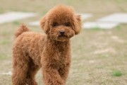 小心！泰迪犬不能吃这些食物（保护泰迪犬健康，从饮食开始）