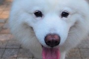 怎样自我诊断狗狗呕吐症状？（了解狗狗呕吐症状和应对方法，给狗狗更好的护理）