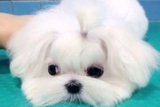 如何消除以马尔济斯犬口臭（让你的宠物更加舒适健康——“口臭”）