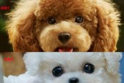 教你正确护理贵宾犬的眼睛，做个贴心宠物主人（教你正确护理贵宾犬的眼睛，做个贴心宠物主人）