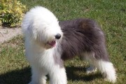 古代牧羊犬幼犬断奶方法（以宠物为主，让牧羊犬幼犬更健康成长）