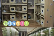 选择猫咪最佳去处（为你提供买猫的最佳地点和建议）