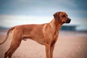 哥威斯犬饲养全攻略（掌握这些养犬技巧，让你的哥威斯犬健康快乐成长）