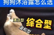 如何选择适合宠物狗的沐浴露？（让狗狗洗澡也要讲究，一定要选对沐浴露！）