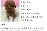 泰迪半夜叫的原因与应对方法（探究泰迪夜晚叫唤的背后原因并提供有效应对方法）