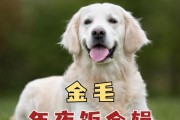 金毛狗狗的饮食与消化问题（探究金毛狗狗饮食中的各种吐物及原因）