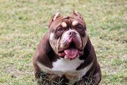恶霸犬饲养全攻略（如何合理饲养恶霸犬，让它成为忠实的守卫犬）