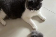 常见原因导致猫咪掉毛（揭秘掉毛背后的原因，让猫咪健康美丽）