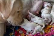 狗狗最佳生育年龄：何时怀孕对母犬最安全？