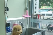 在家美容泰迪犬的六个步骤（DIY泰迪犬美容，让你的宠物焕发光彩）