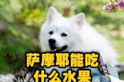萨摩耶六个月饮食指南（了解如何为六个月大的萨摩耶提供适当的饮食）
