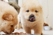 哺乳期犬拉稀怎么办？（解决哺乳期犬拉稀的方法和注意事项）