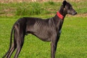 意大利灵缇犬的饲养全攻略（以宠物为主，从犬舍、饮食、运动到训练全面解析）