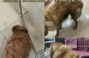 狗狗误吞芒果核！应该这么做！（快速行动，避免狗狗伤害。）